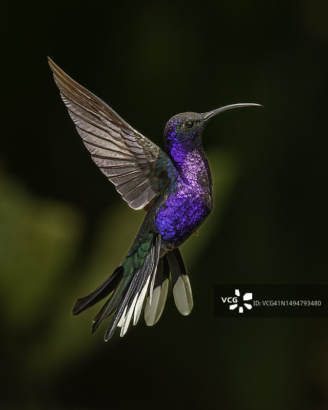 紫军刀蜂鸟悬停图片素材