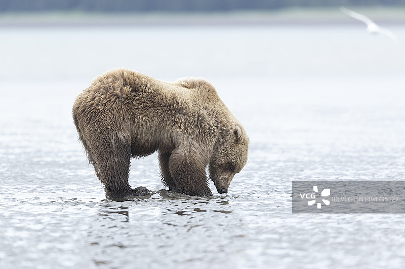 泥滩上的熊图片素材