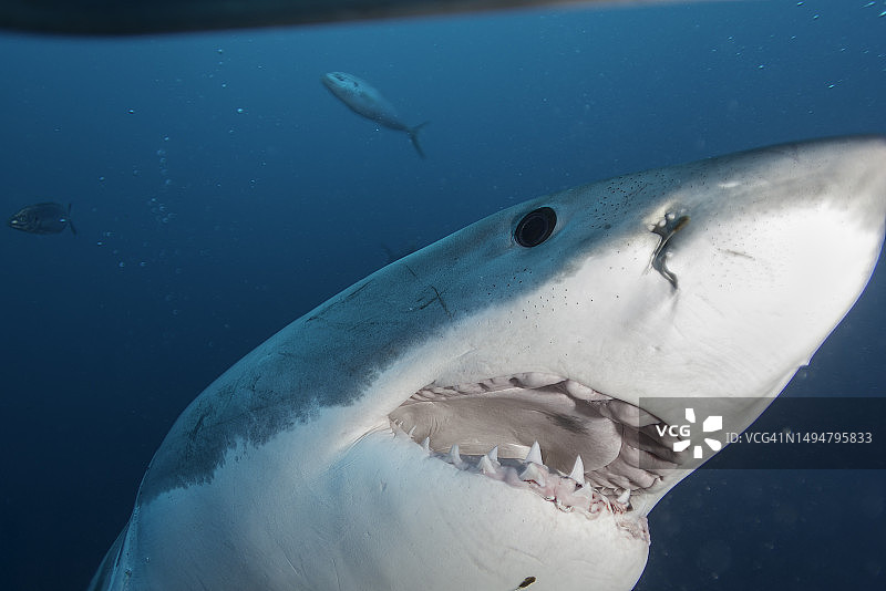大白鲨特写图片素材