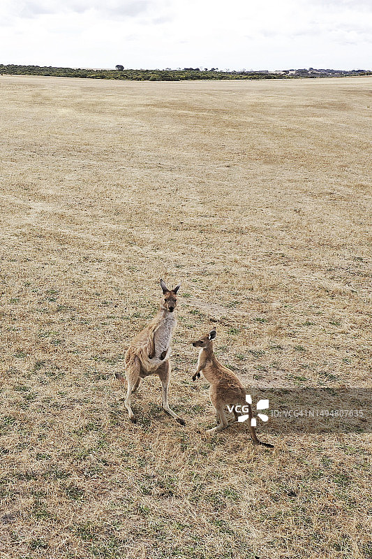 南澳大利亚围场里的袋鼠和幼崽图片素材