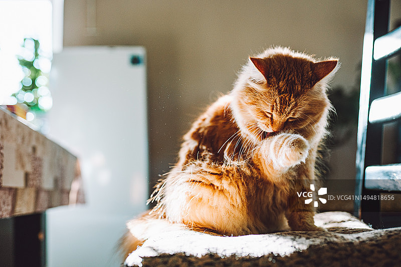 姜黄色猫咪在阳光明媚的房间里梳理毛发图片素材