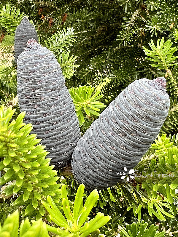 韩国冷杉图片素材