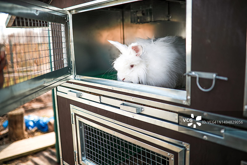 农场兔舍：一只大白兔在农场安全笼子里，尽显满足和被呵护的居民的本质图片素材