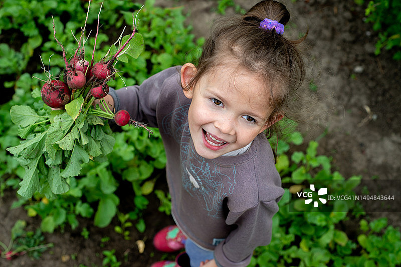 快乐的孩子拿着从花园里采摘的新鲜萝卜图片素材