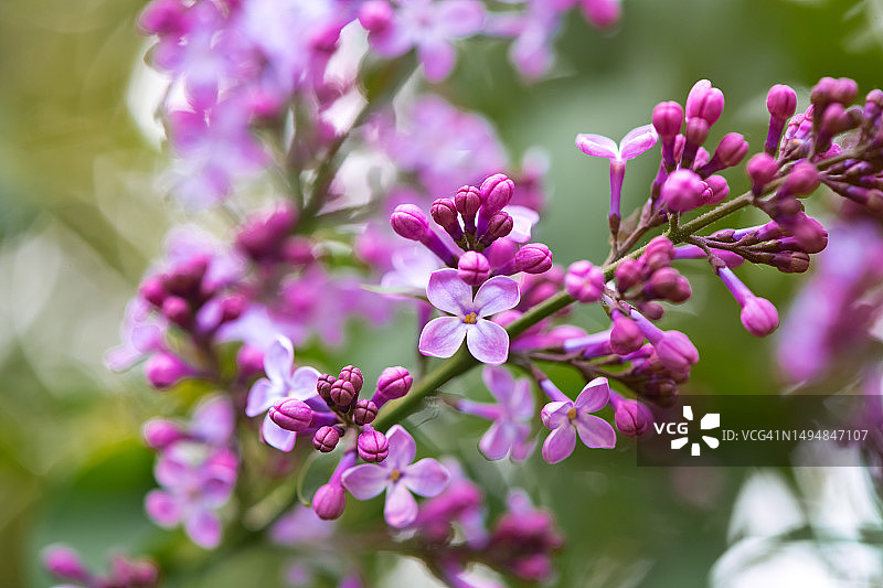 春季盛开的紫色丁香图片素材