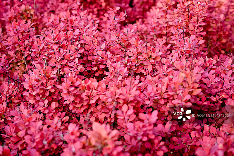 春夏时节的小檗灌木图片素材
