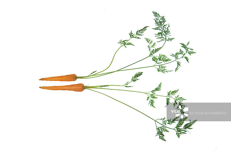 胡萝卜植物的切面图片素材