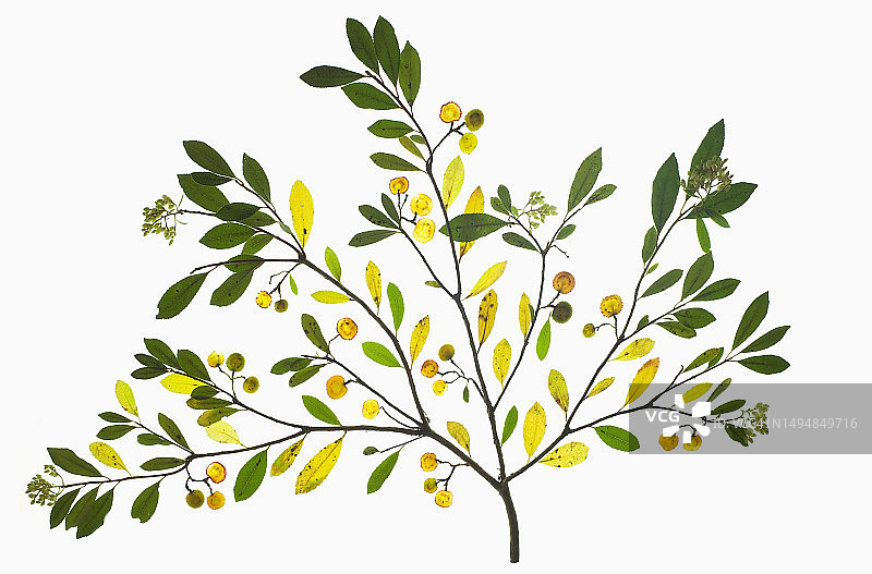 草莓树截面图片素材