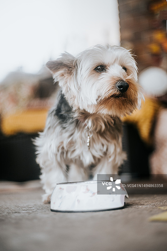 小狗在碗里吃东西图片素材