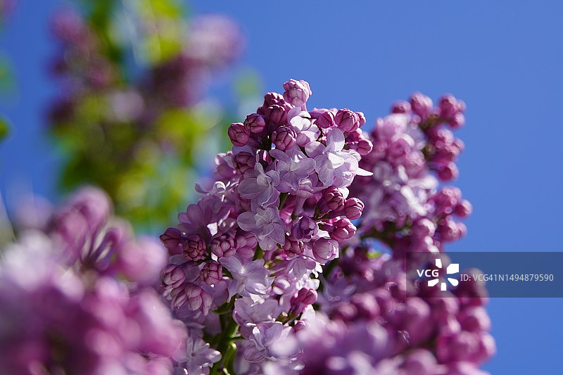 粉红色植物与蓝天特写，波兰雷布尼克图片素材