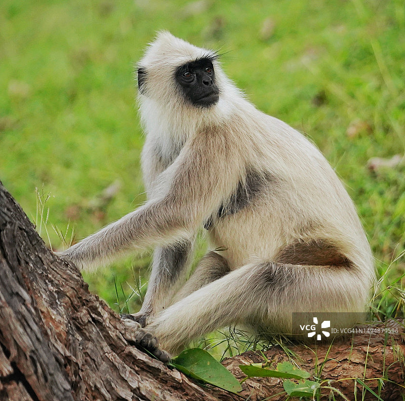 猴子坐在树干上的侧视图，印度泰米尔纳德邦图片素材