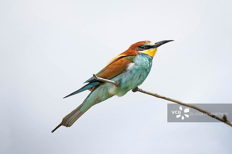波斯尼亚和黑塞哥维那利夫诺，蜜蜂停留在树枝上的仰视图片素材