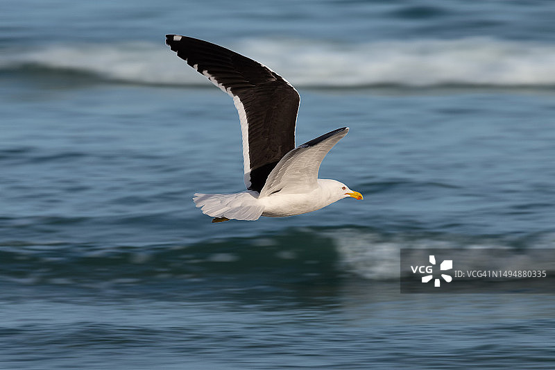 海鸥飞越巴西圣保罗乌巴图巴海面特写图片素材