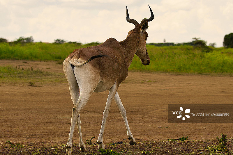 非洲大羚羊站在内罗毕肯尼亚的田野上图片素材