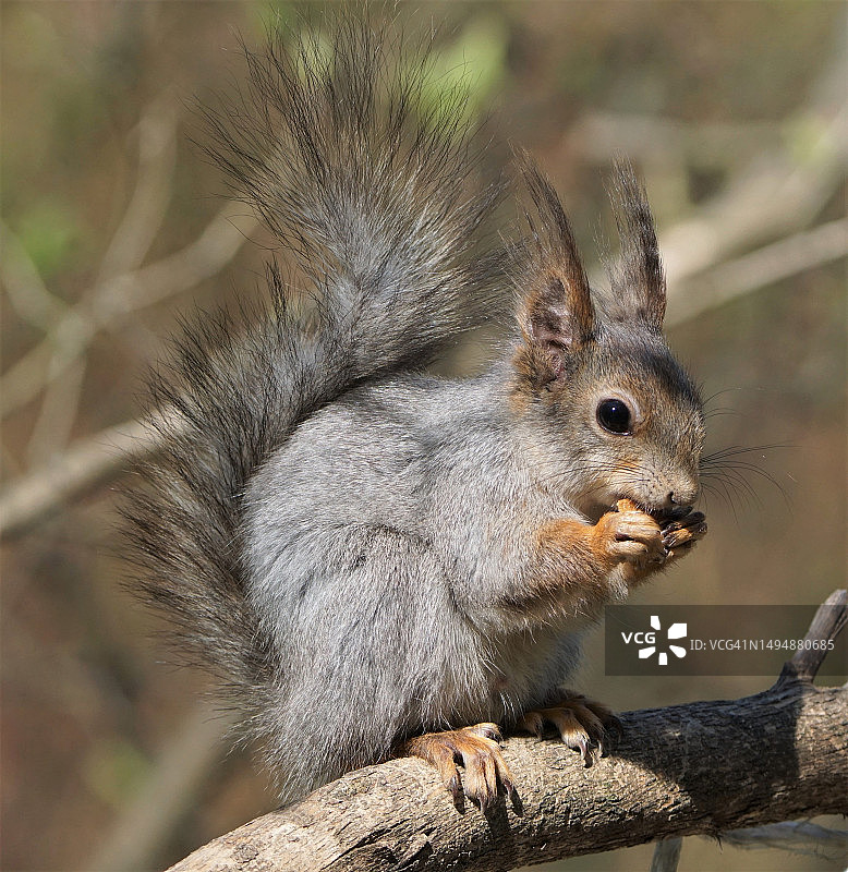 美国红松鼠在树上的特写，圣彼得堡，俄罗斯图片素材