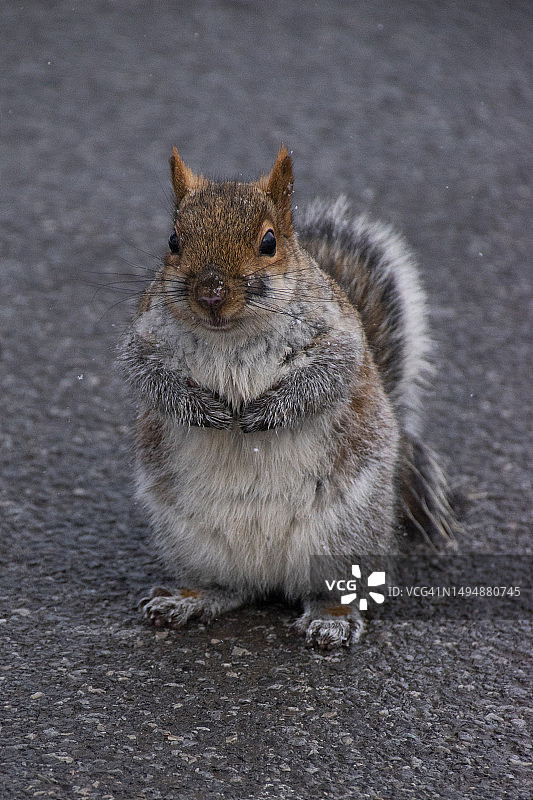美国路上的灰色松鼠特写肖像图片素材