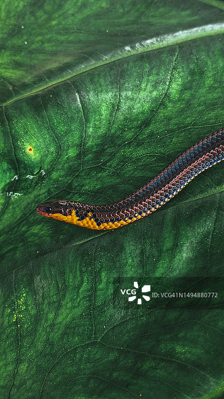 带有黄色图案的黑色小蛇图片素材