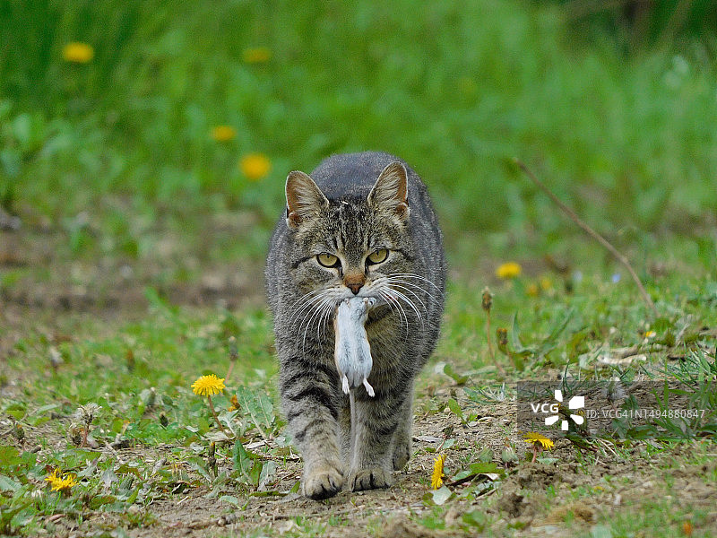 嘴里叼着老鼠的猫在田野里的肖像照，格拉德达鲁瓦尔，克罗地亚图片素材