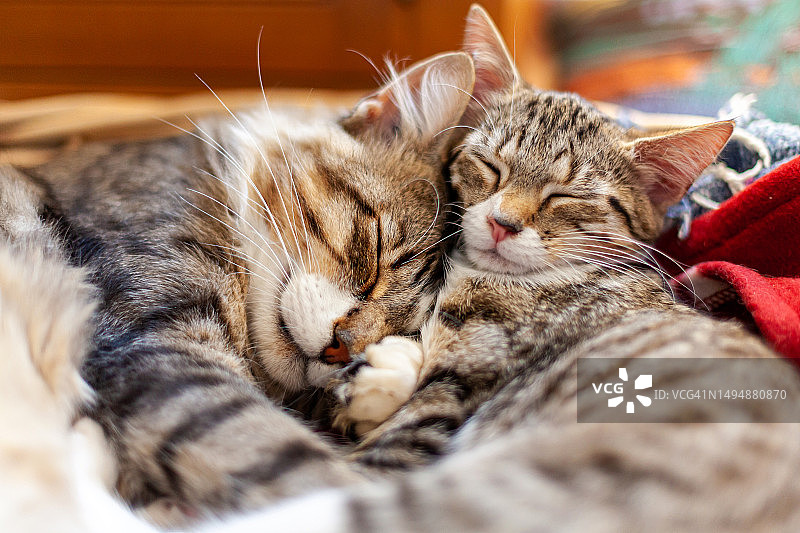 法国，Guinzou老板和他收养的女儿Minouchka一起午睡图片素材