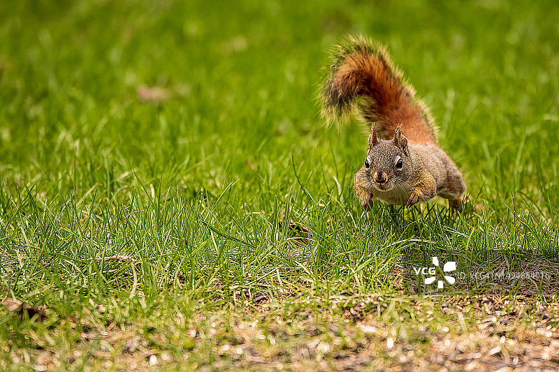 加拿大安大略省草地上的灰色美洲红松鼠特写图片素材
