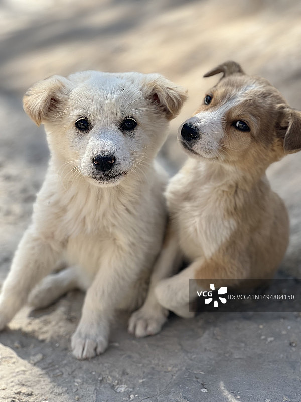 约旦，户外坐着的狗的肖像图片素材