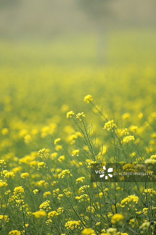 油菜籽田的风景图片素材