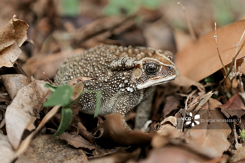 陆地上的蜥蜴特写图片素材