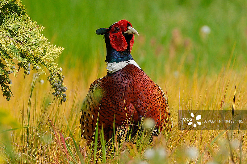 野鸡栖息在草地上的特写，埃塞克斯，英国图片素材