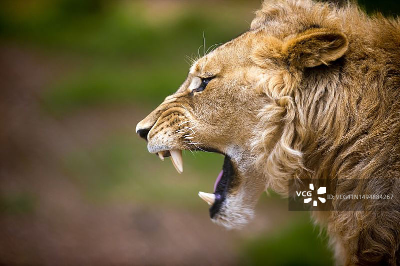 雄狮在坦桑尼亚姆贝亚地区打哈欠特写图片素材
