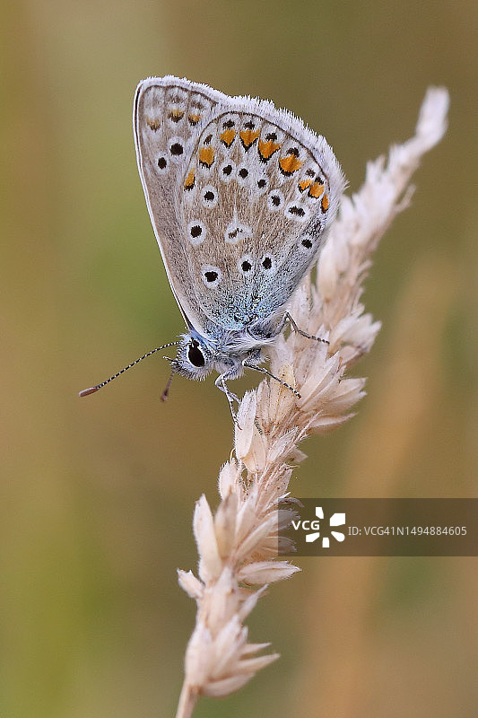 蝴蝶为花朵授粉的特写图片素材