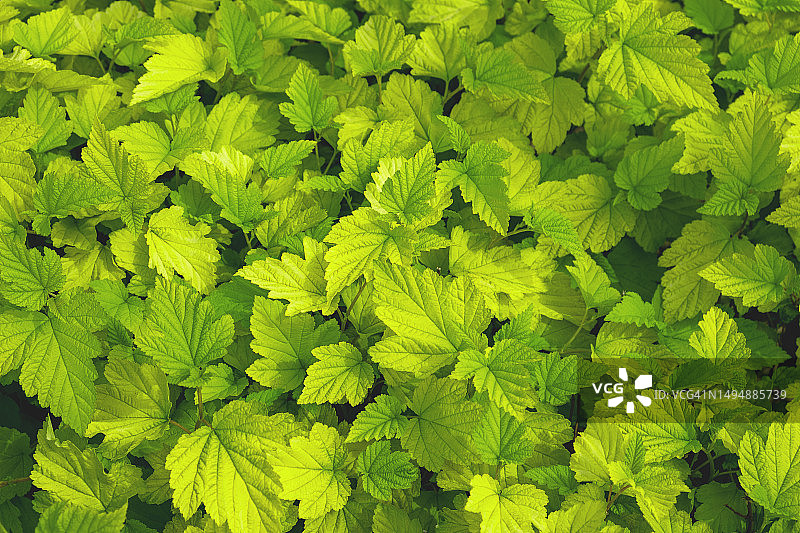 新鲜绿叶全画幅镜头图片素材