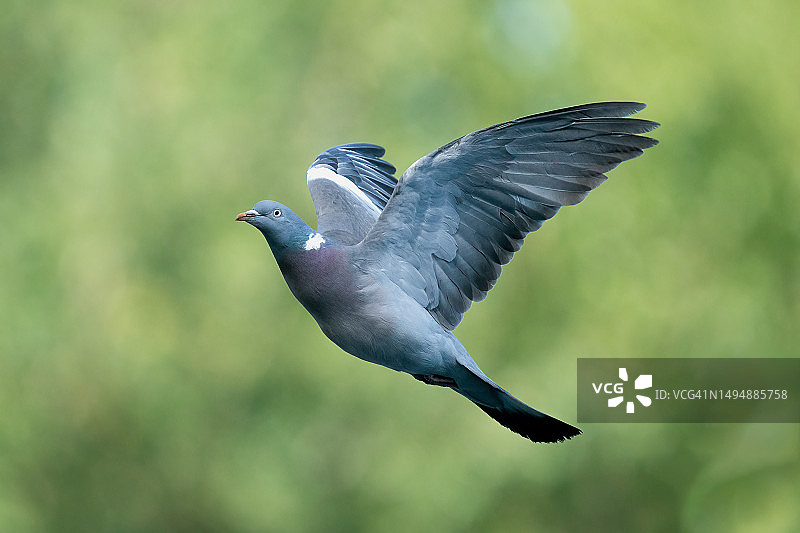 户外飞翔的鸽子特写图片素材