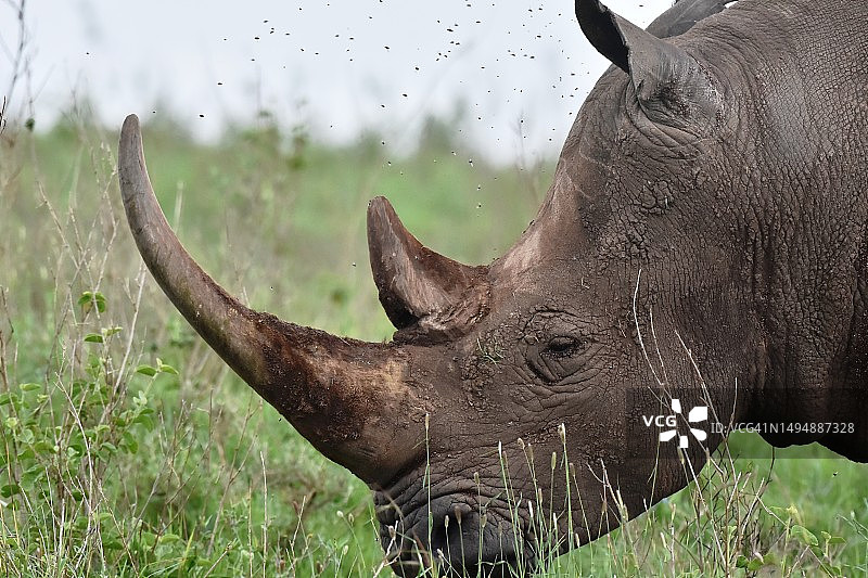 肯尼亚原野上的白色犀牛特写图片素材