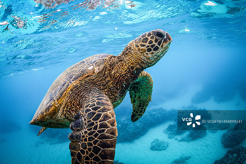 特写镜头：在海中游泳的翠绿色玳瑁，美国夏威夷檀香山图片素材