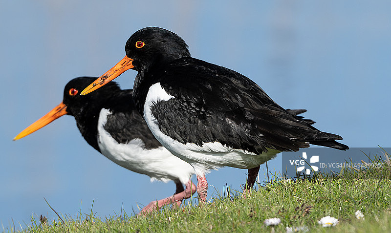 栖息在田野上的鸟类特写，阿梅兰，荷兰图片素材