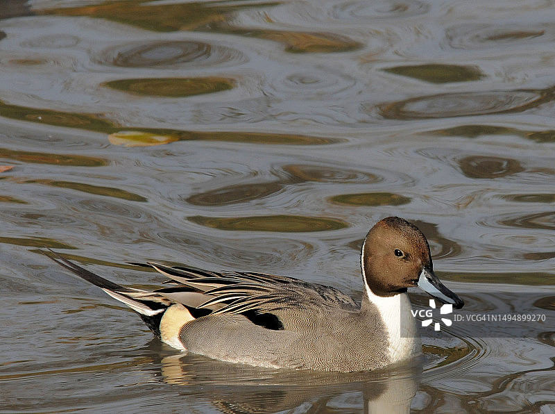 在湖中游泳的欧亚鸻特写图片素材