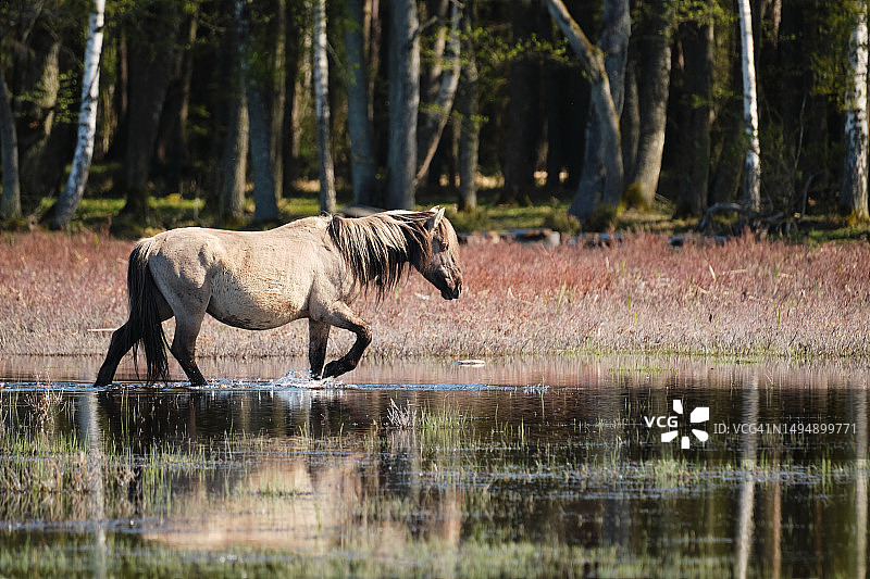 拉脱维亚湖中奔跑的野马侧面图片素材