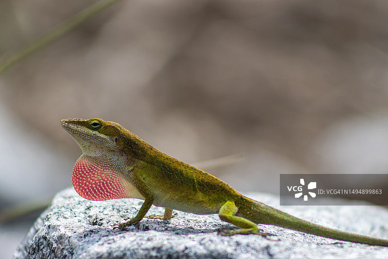 岩石上变色蜥蜴的特写图片素材