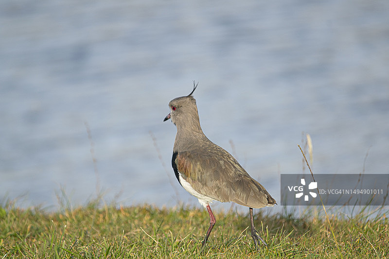 阿根廷布宜诺斯艾利斯，马尔奇基塔泻湖中的灰翅麦鸡图片素材