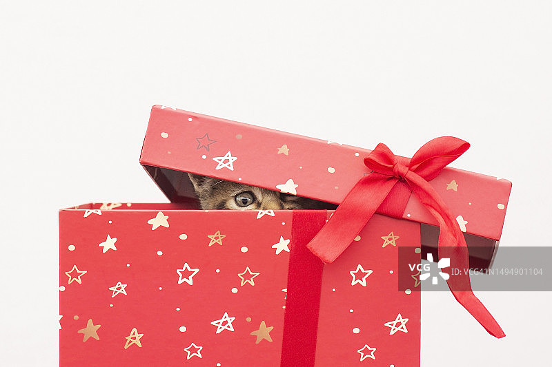 礼品盒里的小猫图片素材