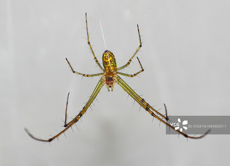 蜘蛛在网上的特写图片素材