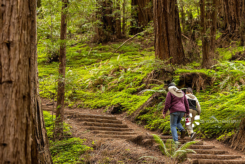 在加利福尼亚海岸红杉林中徒步旅行图片素材