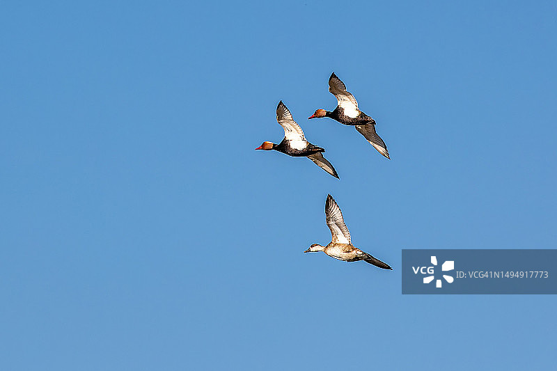 红头潜鸭飞过德国慕尼黑的湖面图片素材