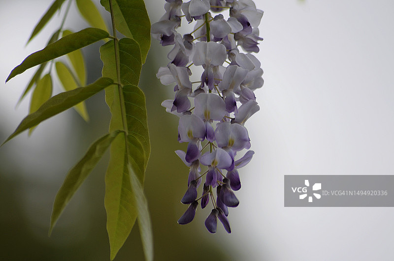 紫藤花图片素材