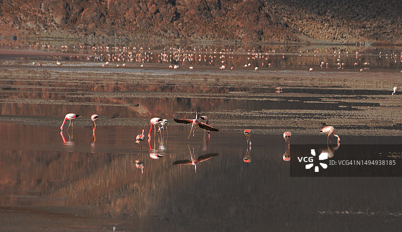 火烈鸟图片素材