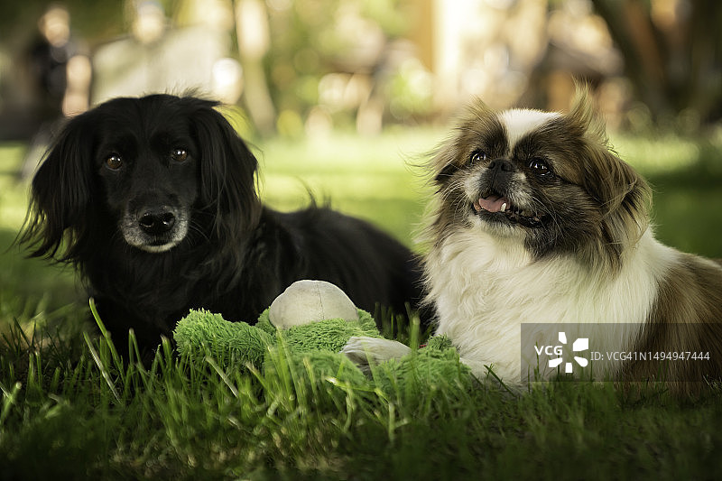 两只狗躺在阴凉的草坪上图片素材