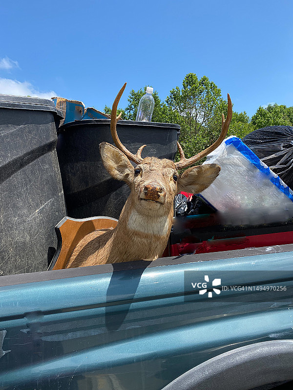 鹿头战利品图片素材