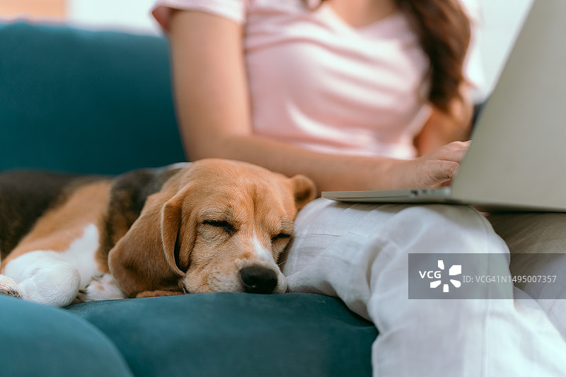 在比格犬屋里用笔记本电脑工作的女人图片素材