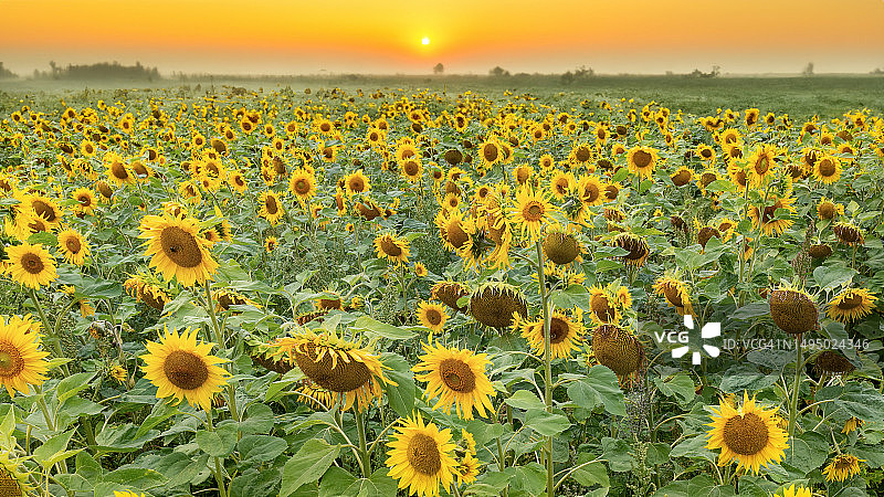 雾气中的向日葵图片素材