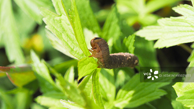 毛毛虫图片素材